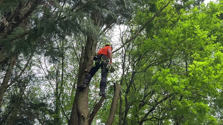 How Our Tree Care Process Works  in  University Center, VA